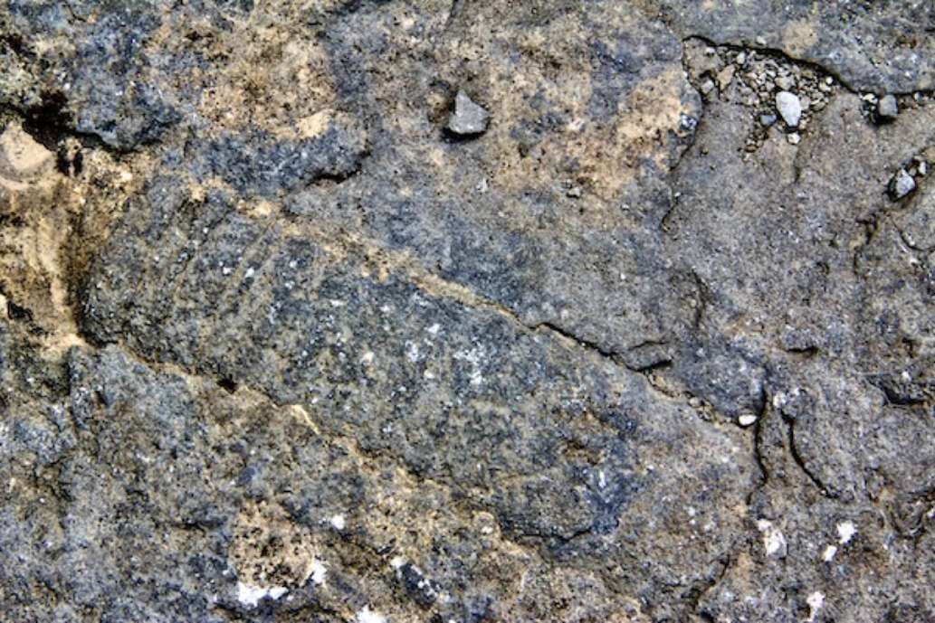 Goodsell Ridge Fossil Preserve