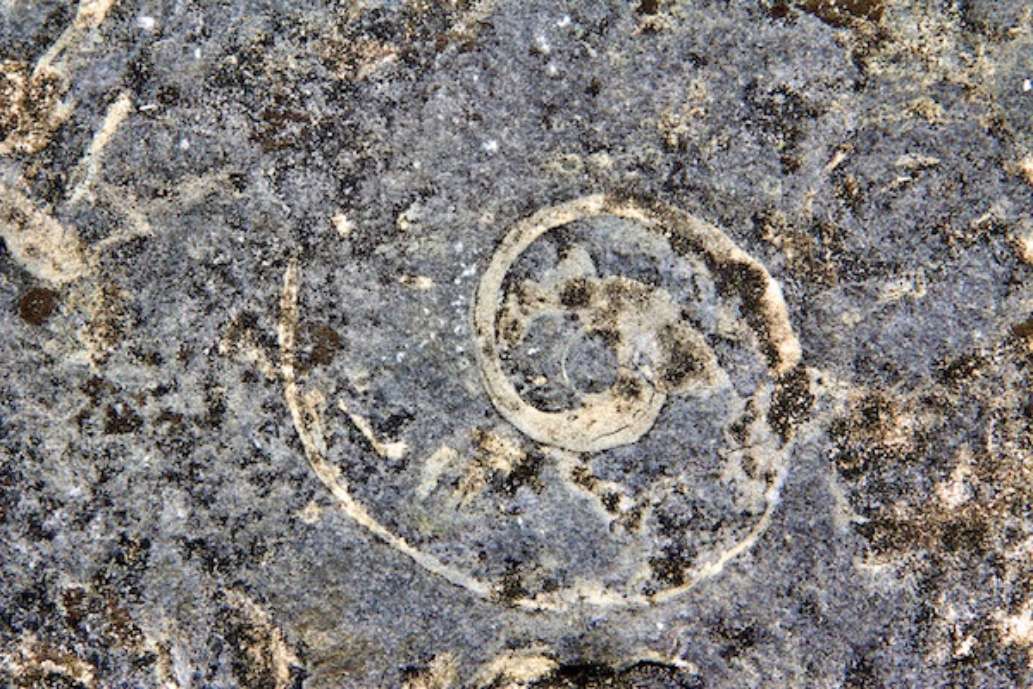 Goodsell Ridge Fossil Preserve