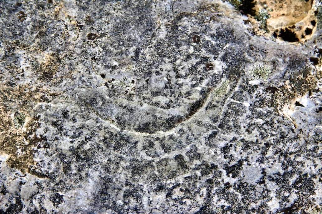 Goodsell Ridge Fossil Preserve