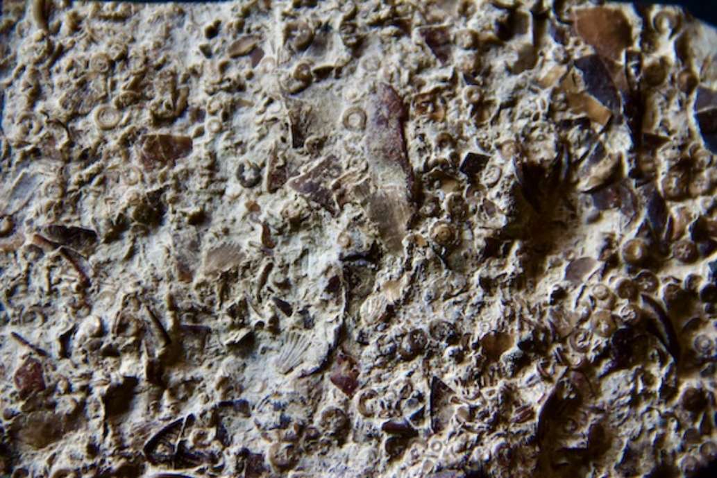 Goodsell Ridge Fossil Preserve