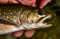 Western Mountains Fly Fishing