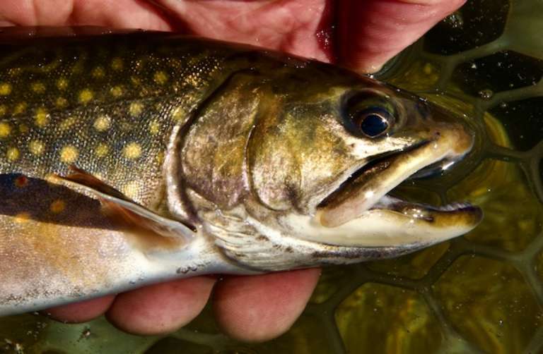 Western Mountains Fly Fishing