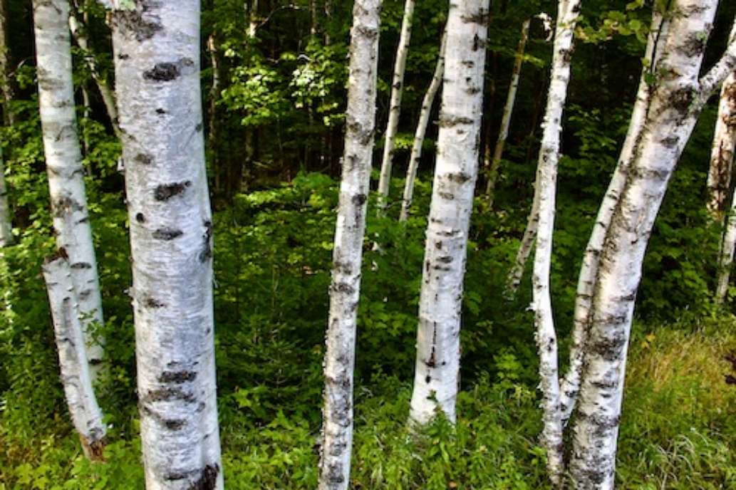 Grafton Notch State Park