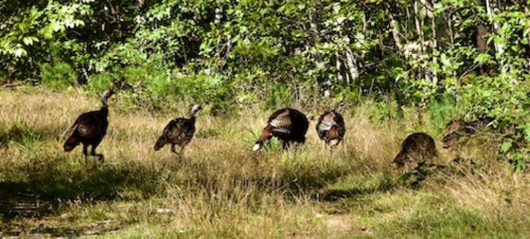 Greater Lovell Land Trust