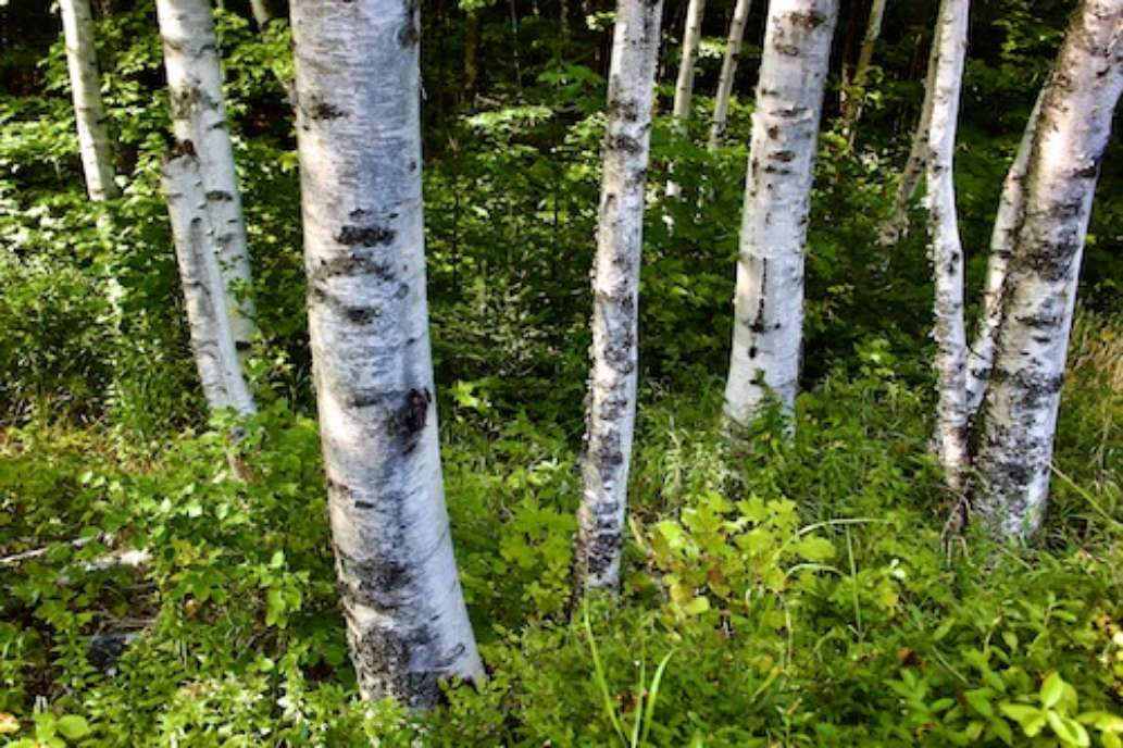 Greater Lovell Land Trust