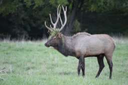 By Kighty7 for Happy Hollow Hunts, Inc