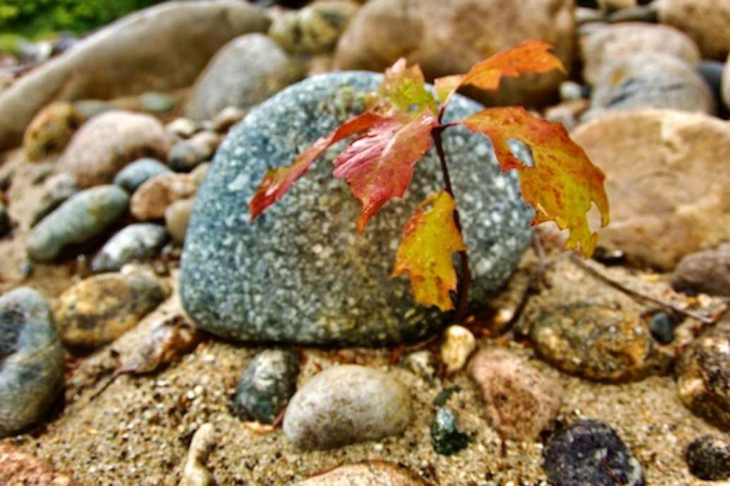 White Mountain National Forest