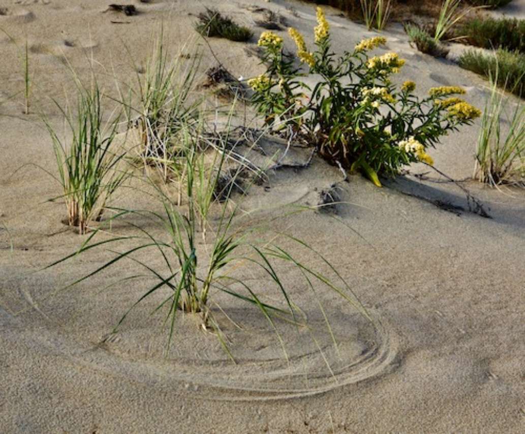 Parker River National Wildlife Refuge