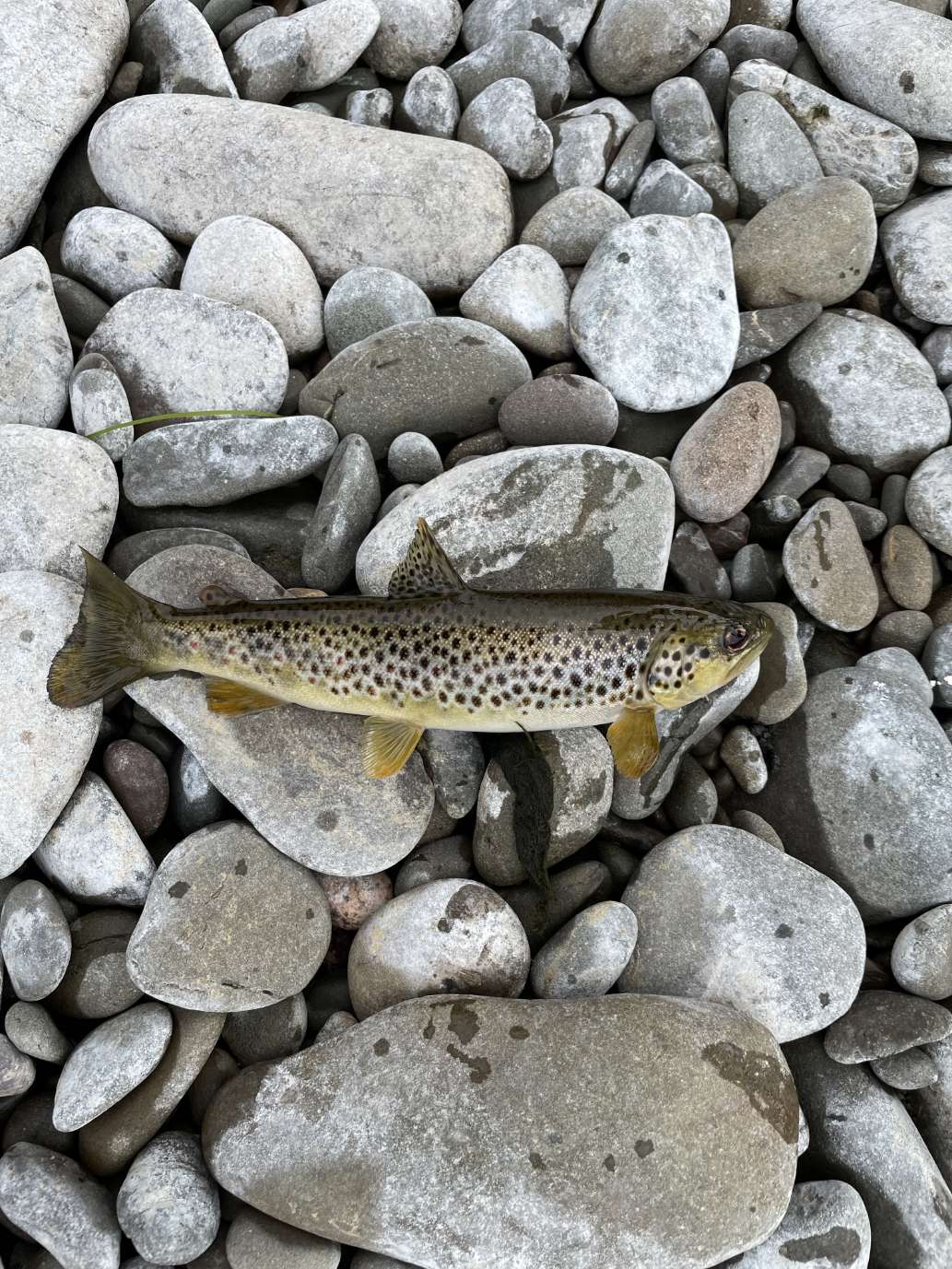 Superb day and fishing guide!