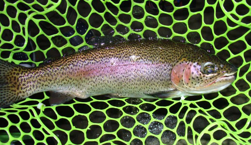 Trout Fishing on Lake Taneycomo