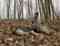 Salt Creek Hunting Preserve