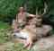 Wilderness Hunting Lodge
