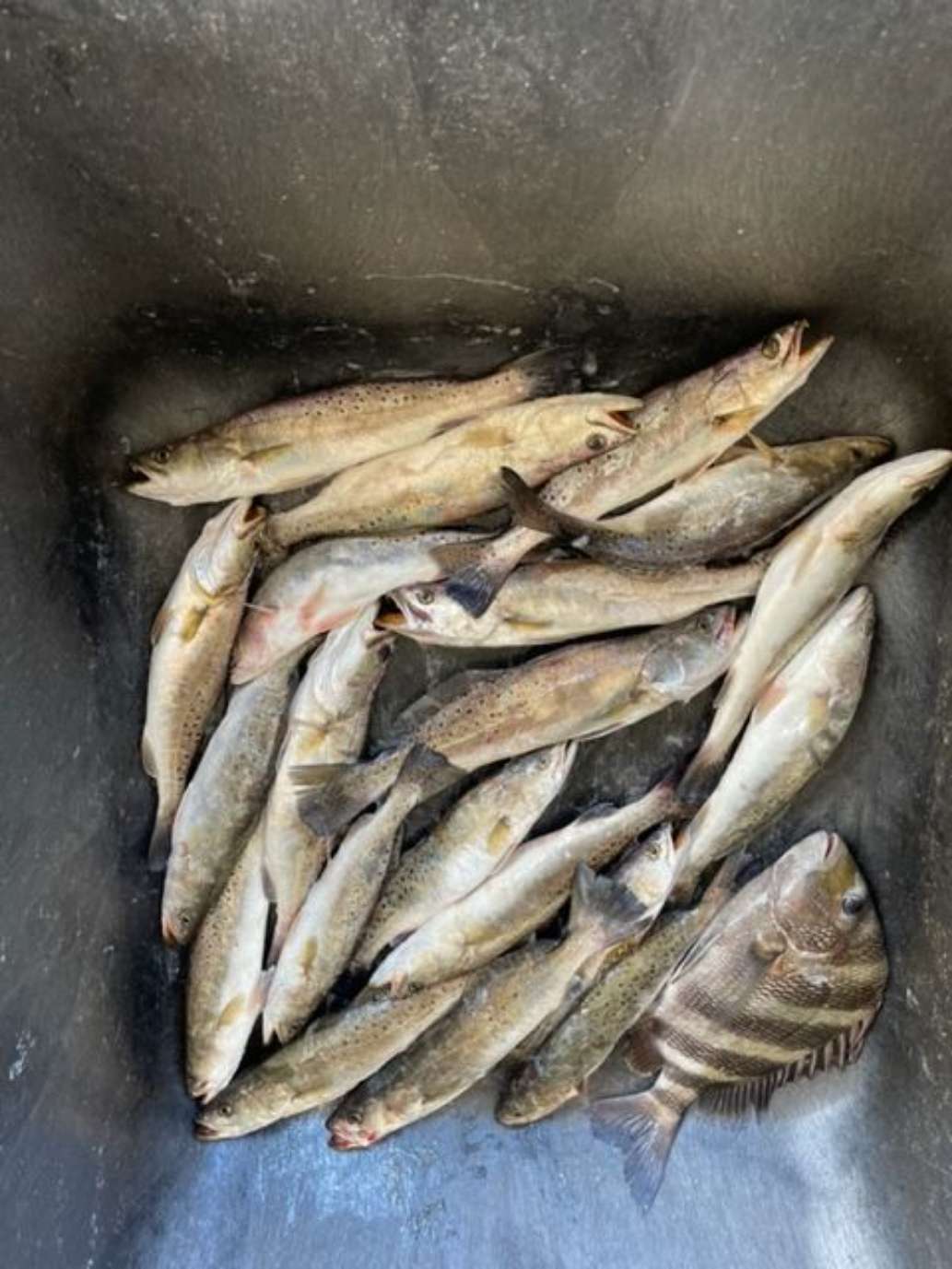 Great Redfish and Trout Fishing