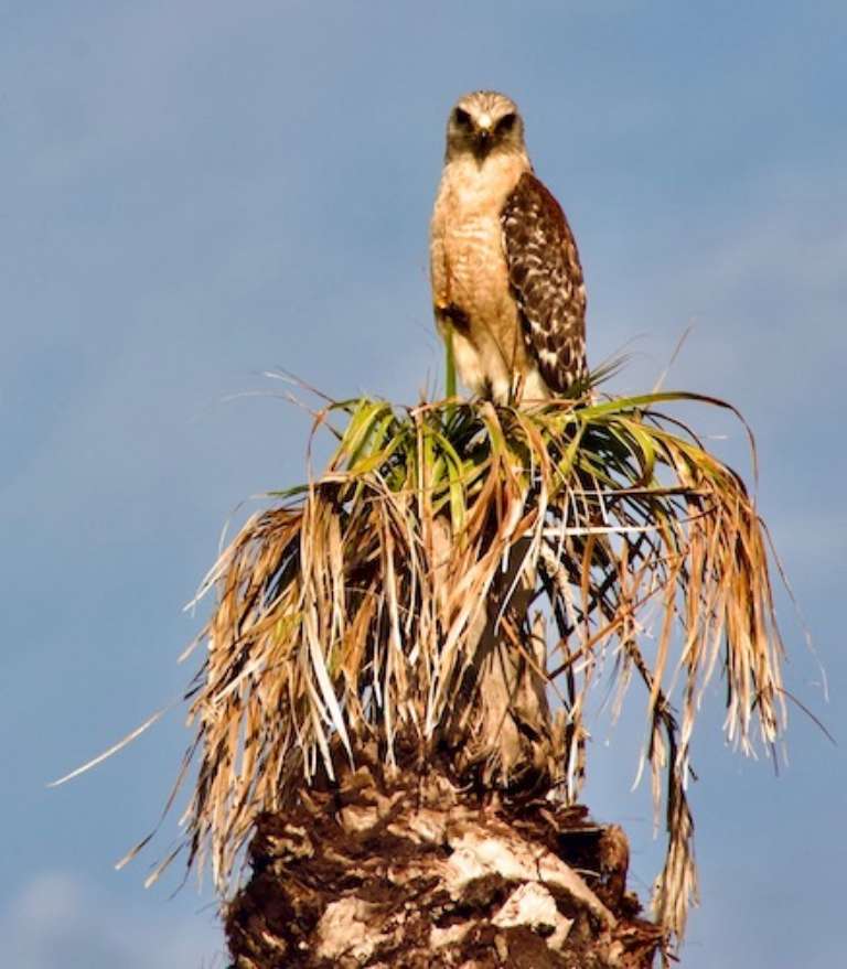 Seminole Ranch Conservation Area