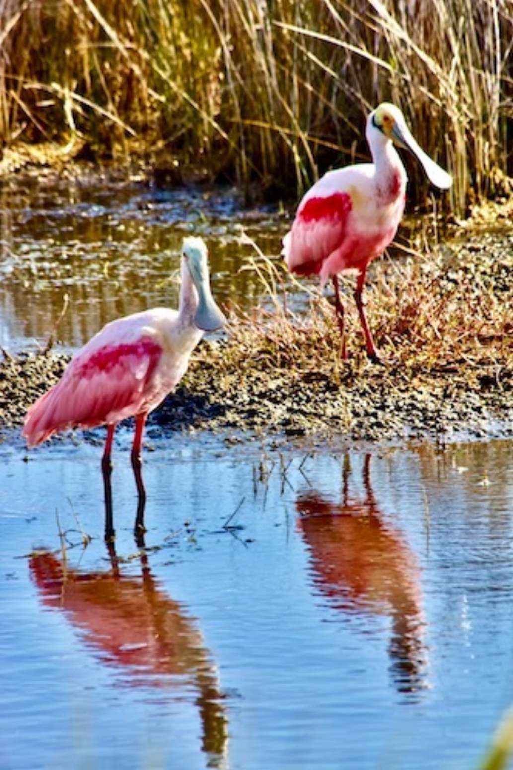 Seminole Ranch Conservation Area