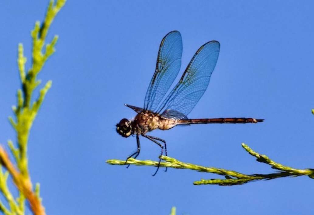 Seminole Ranch Conservation Area