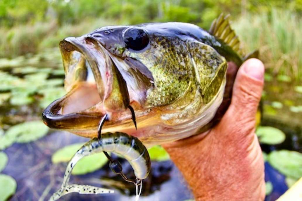 Seminole Ranch Conservation Area