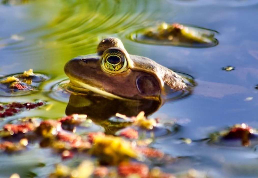 Seminole Ranch Conservation Area