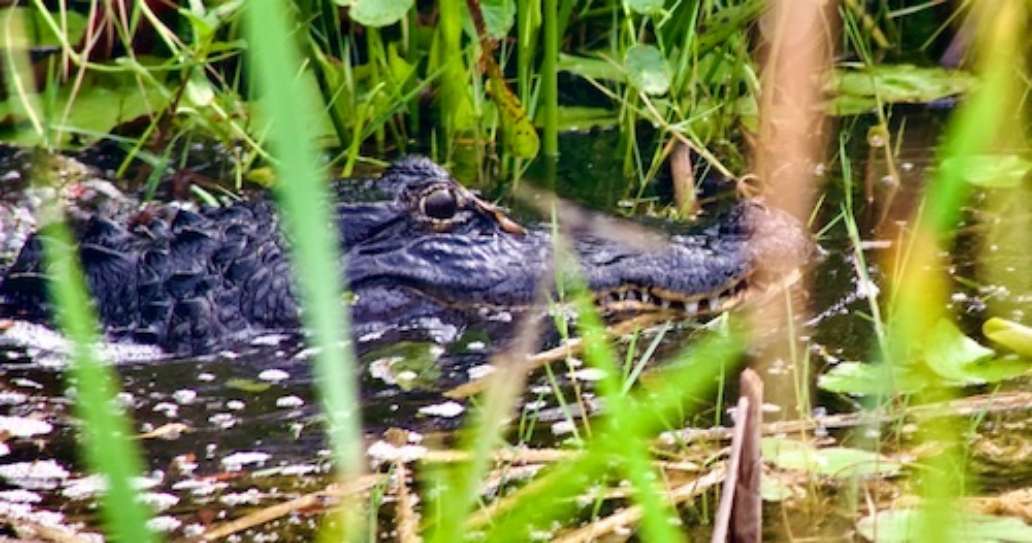Seminole Ranch Conservation Area