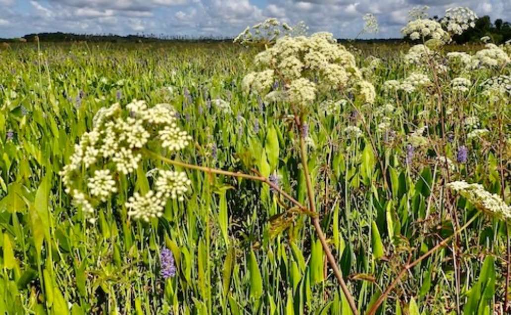 Seminole Ranch Conservation Area
