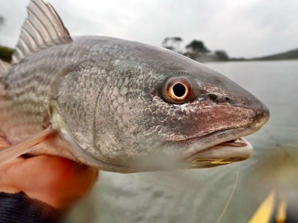 Hunting Island State Park