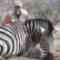 Louwlardus Safaris