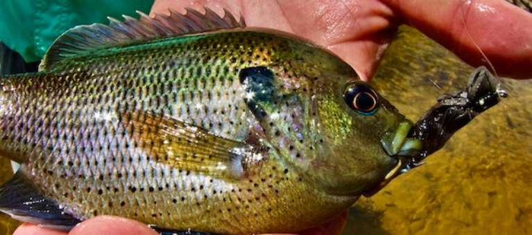 Lower Wekiva River Preserve State Park