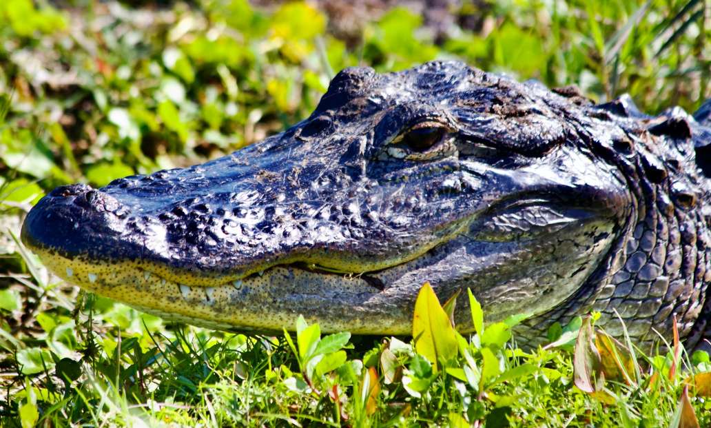 Lower Wekiva River Preserve State Park