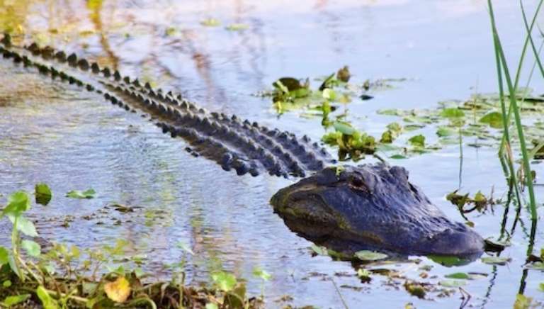 Juniper Springs Recreation Area