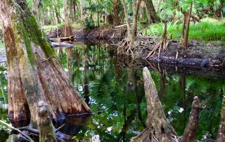 Hal Scott Regional Preserve