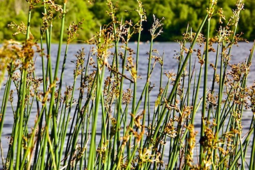 Lackawanna State Park