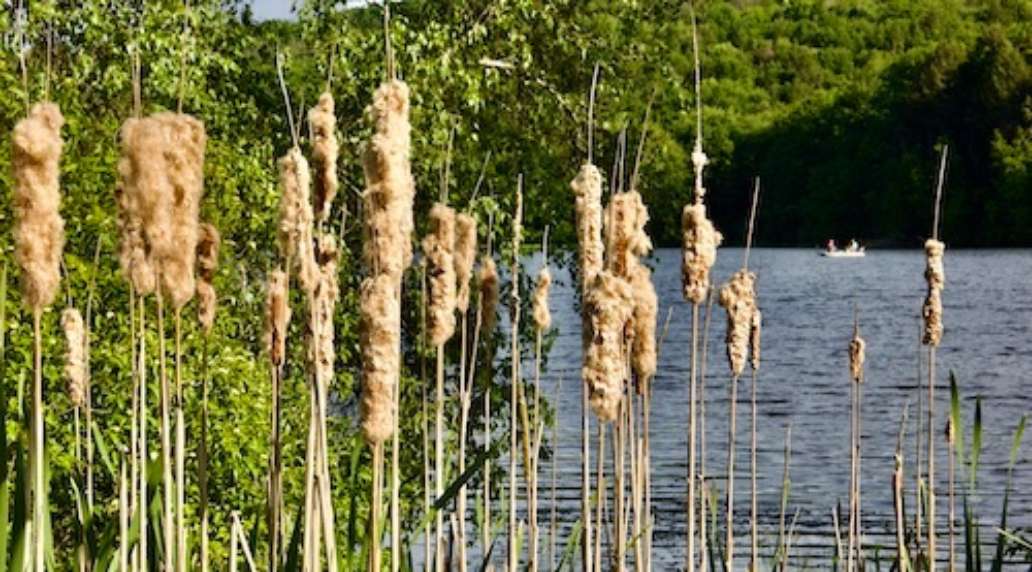 Lackawanna State Park