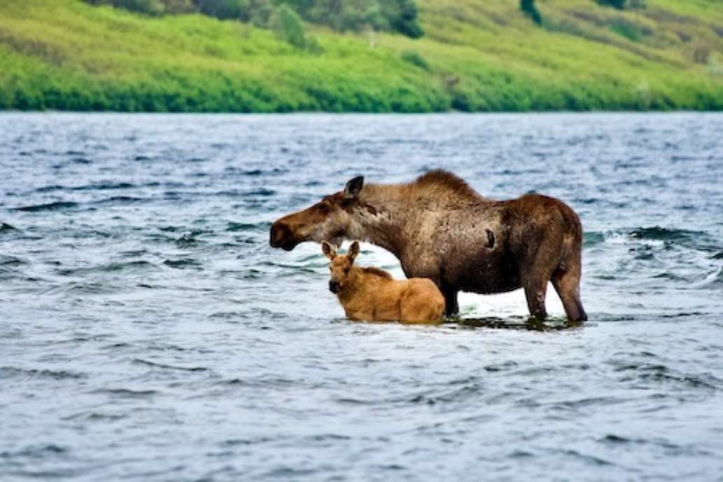Fishing Bear Lodge, Alaska