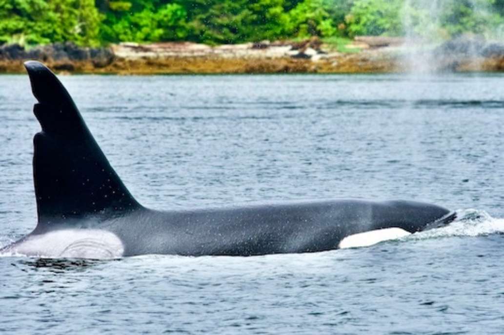 The Lodge at Whale Pass, Alaska