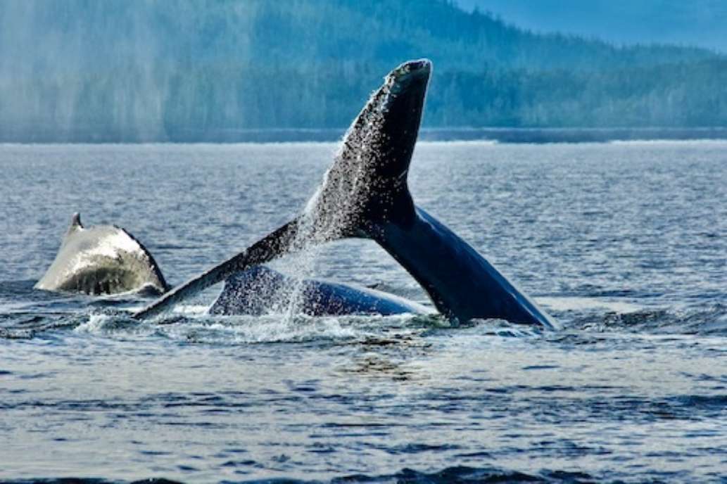 The Lodge at Whale Pass, Alaska