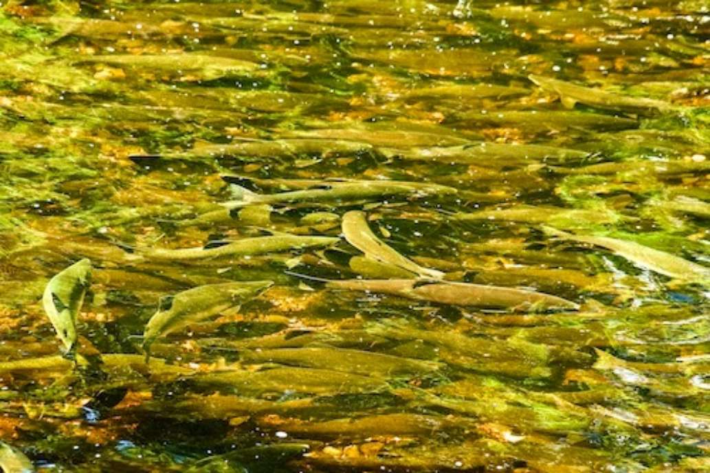 The Lodge at Whale Pass, Alaska