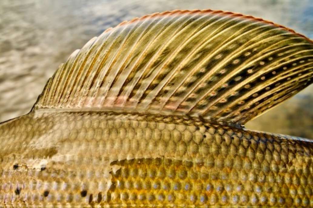 Goodnews River Lodge, Alaska