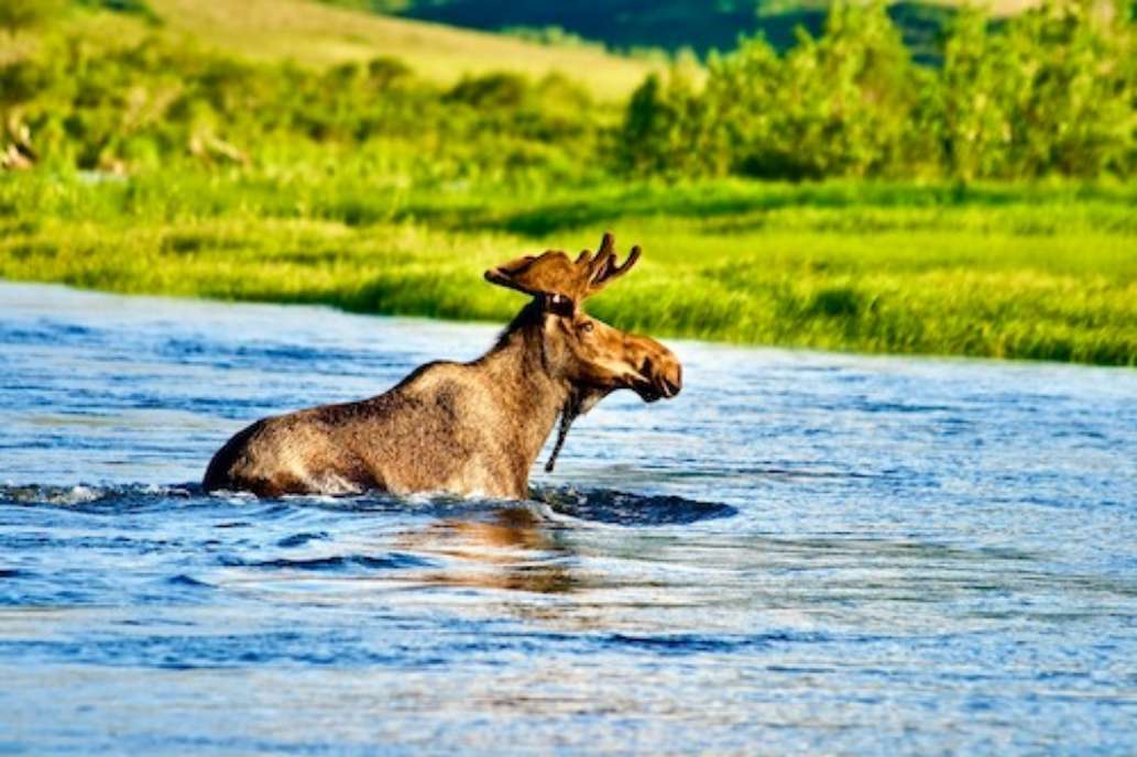Goodnews River Lodge, Alaska