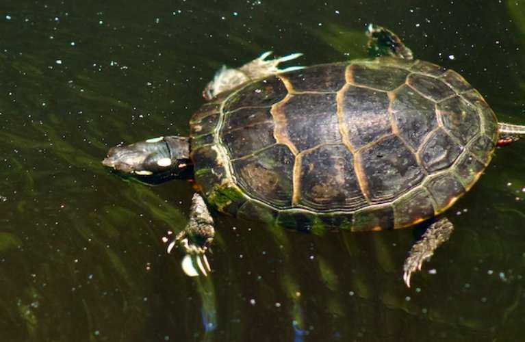 Ipswich River Wildlife Sanctuary