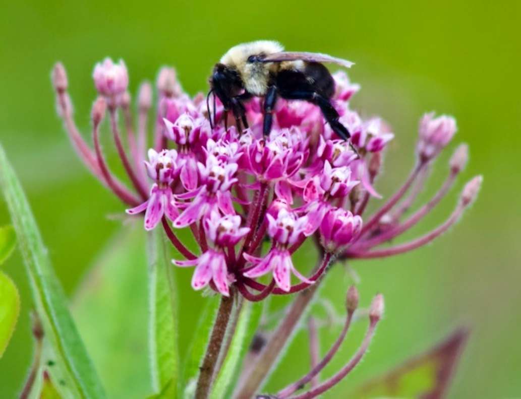 Mass. Audubon Ipswich River Wildlife Sanctuary