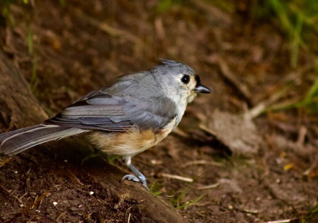 Mass. Audubon Ipswich River Wildlife Sanctuary