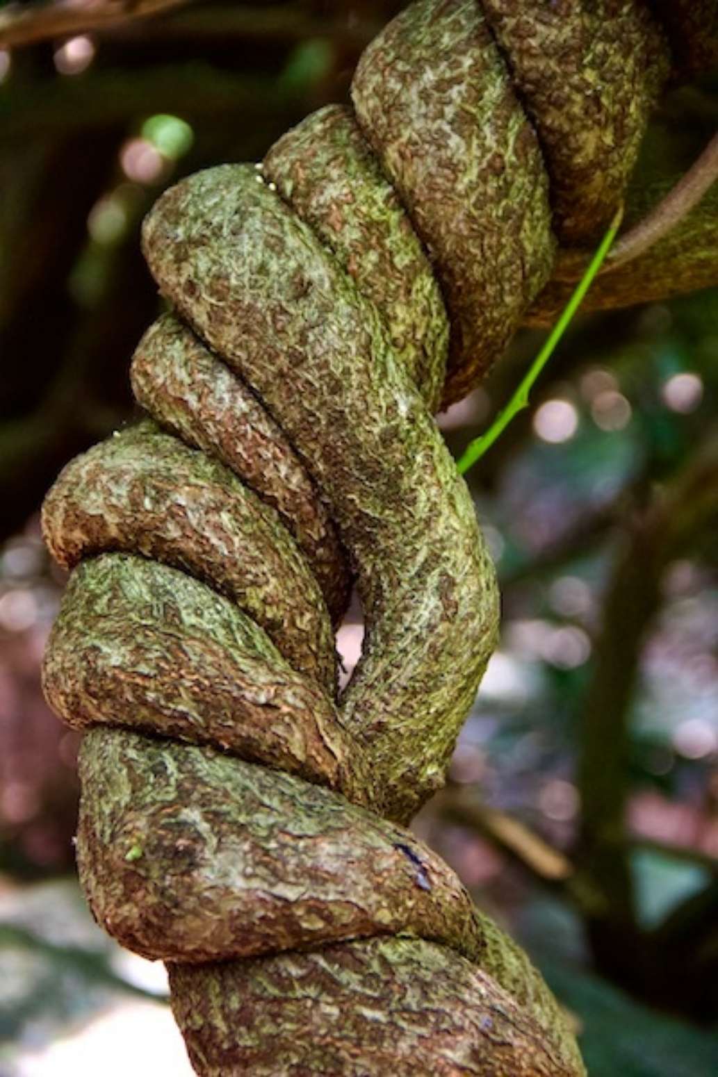 Mass. Audubon Ipswich River Wildlife Sanctuary