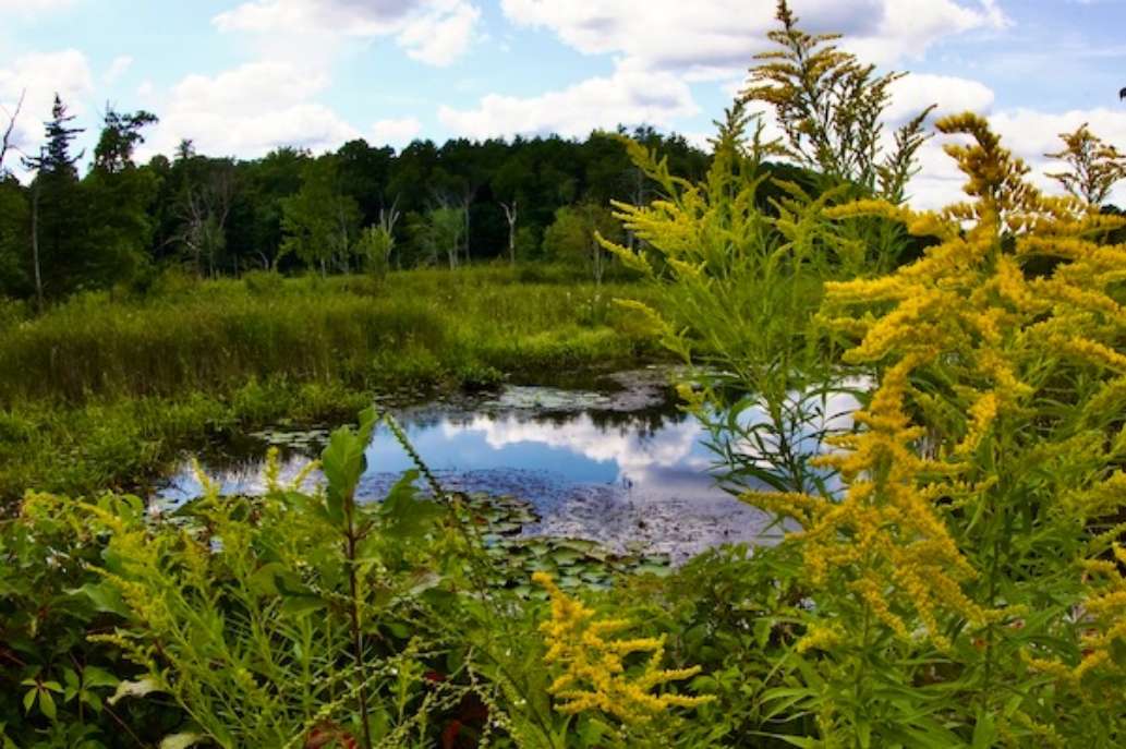 Mass. Audubon Ipswich River Wildlife Sanctuary