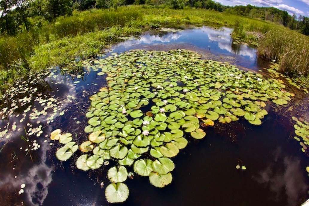 Mass. Audubon Ipswich River Wildlife Sanctuary