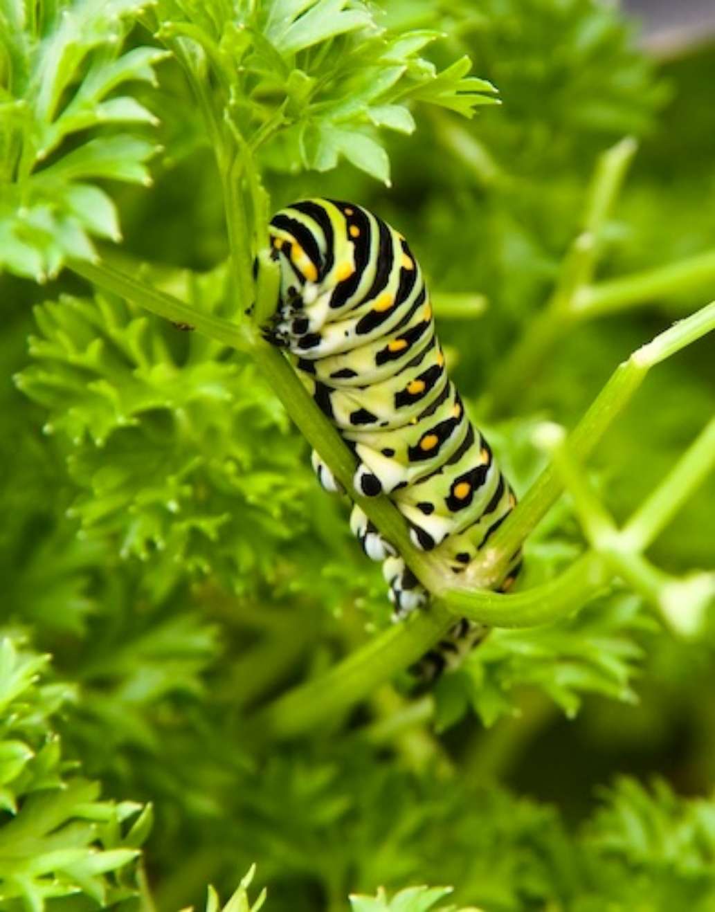 Coastal Maine Botanical Gardens