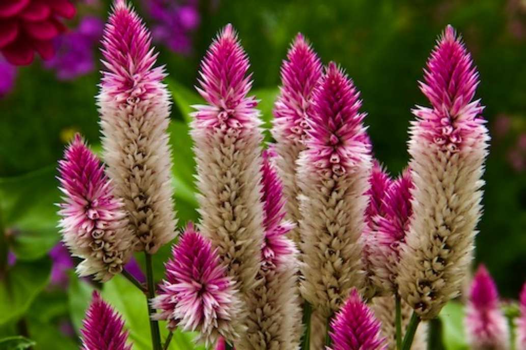 Coastal Maine Botanical Gardens