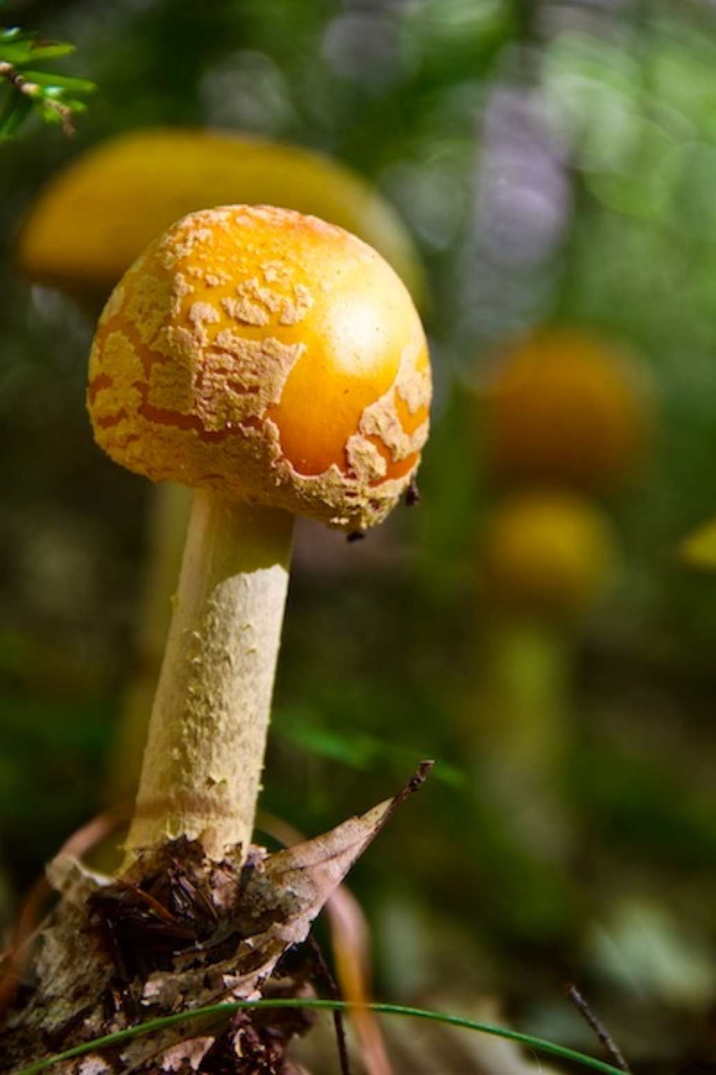 Wompatuck State Park