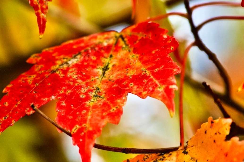 Wompatuck State Park