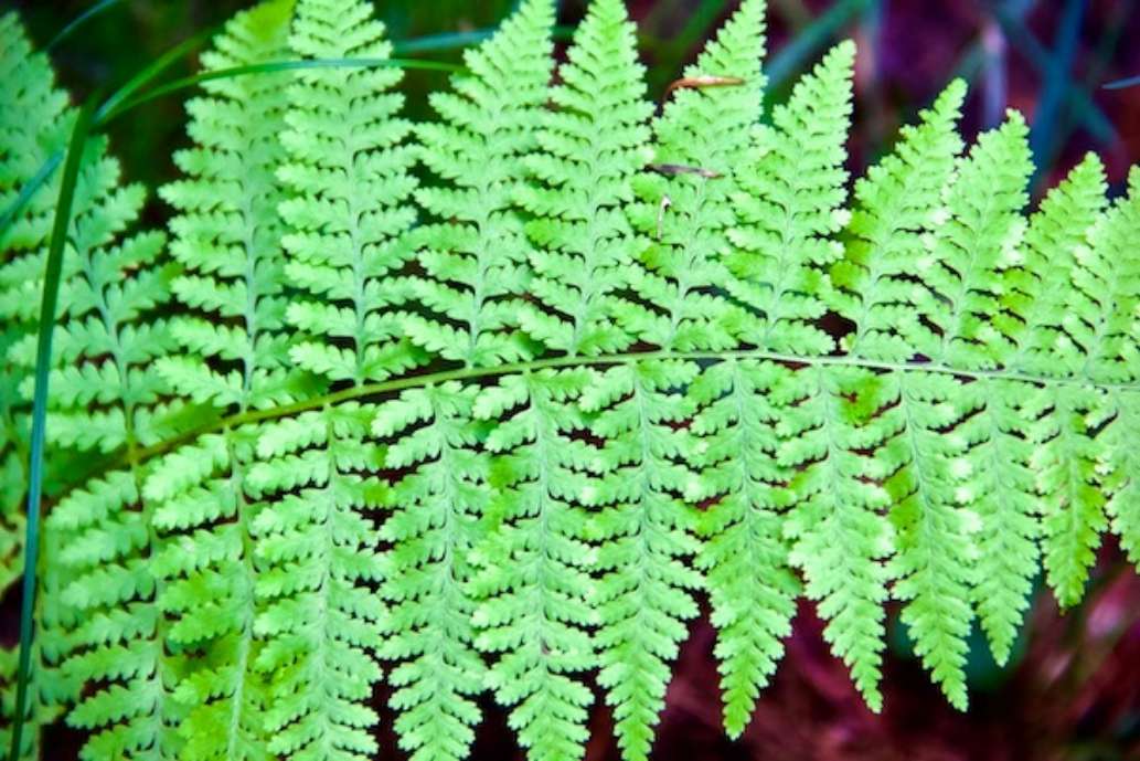 Wompatuck State Park