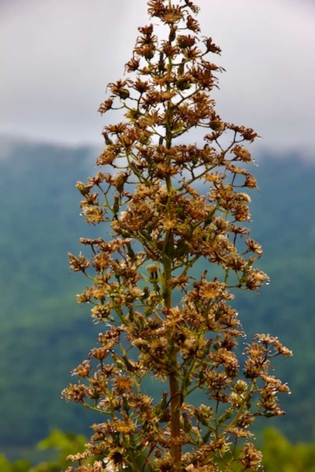 Shenandoah National Park